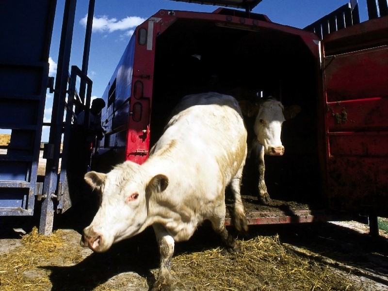 کامیون کش دامداری